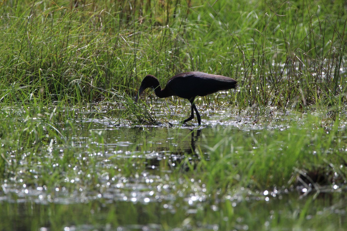 Glossy Ibis - ML363968051