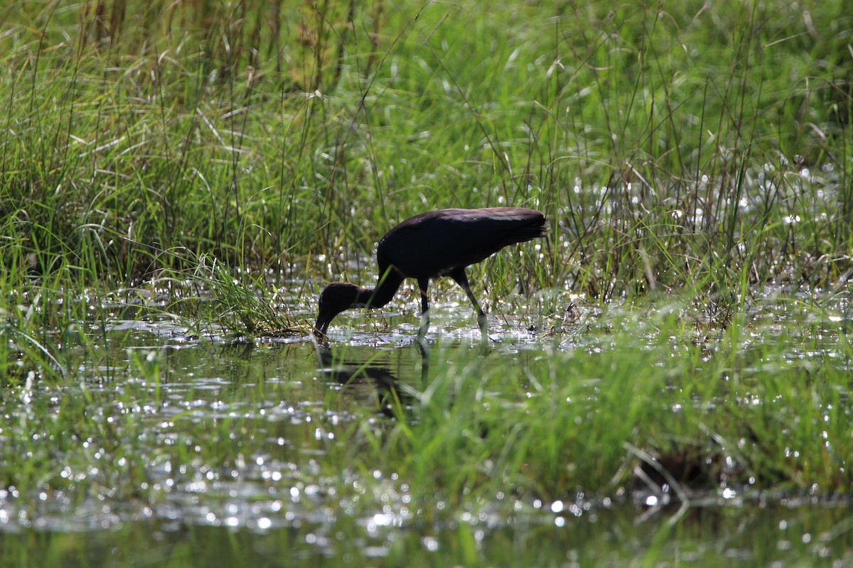 Glossy Ibis - ML363968061