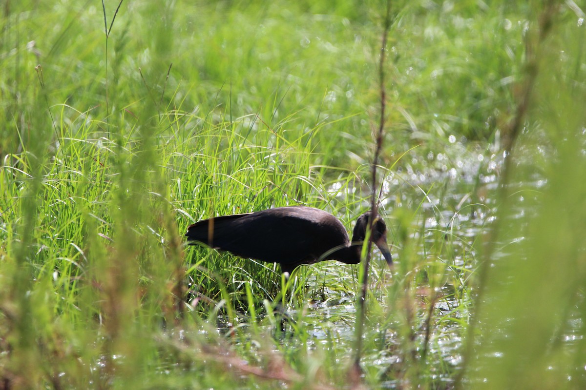 Glossy Ibis - ML363968081