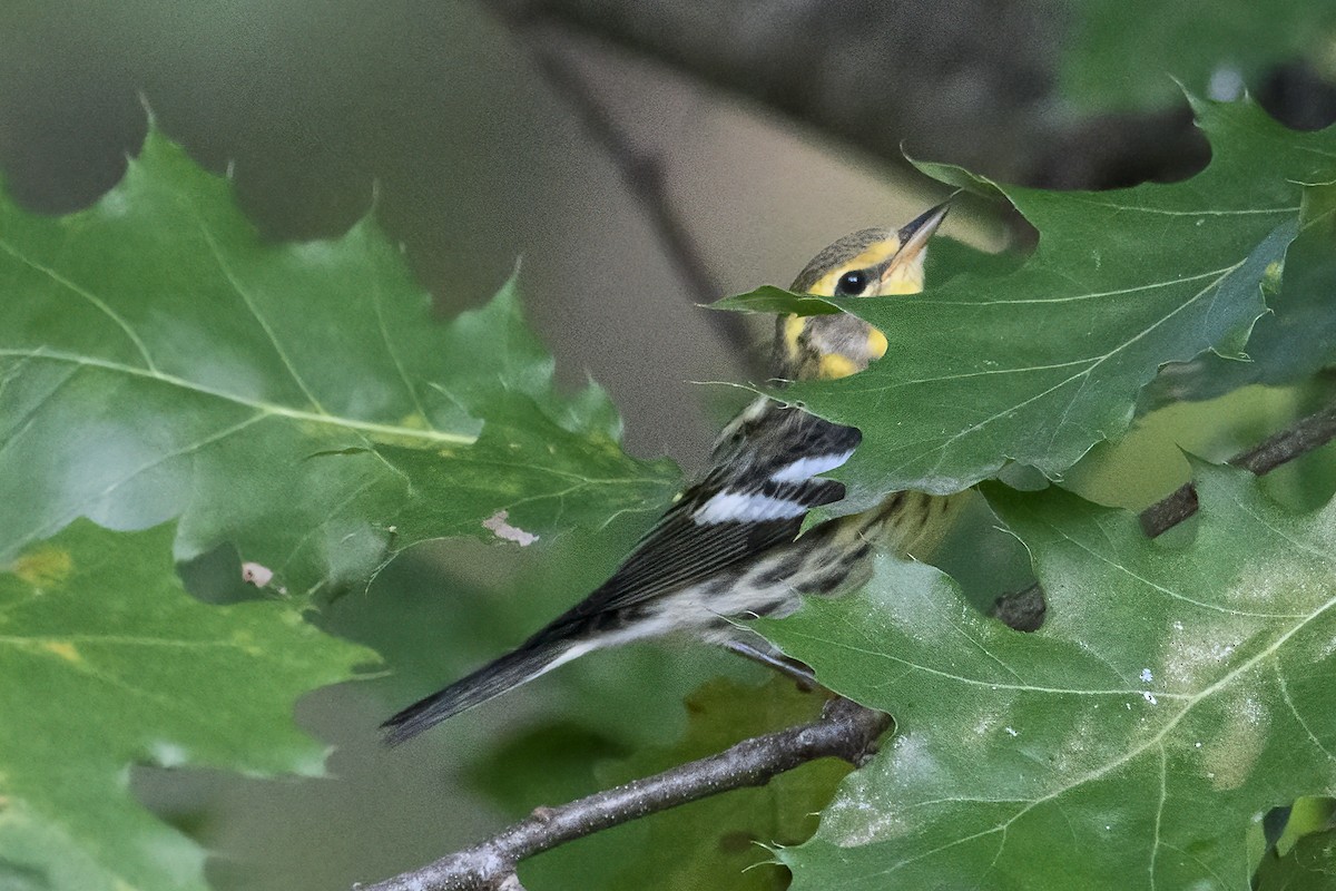 Blackburnian Warbler - Keith Kennedy