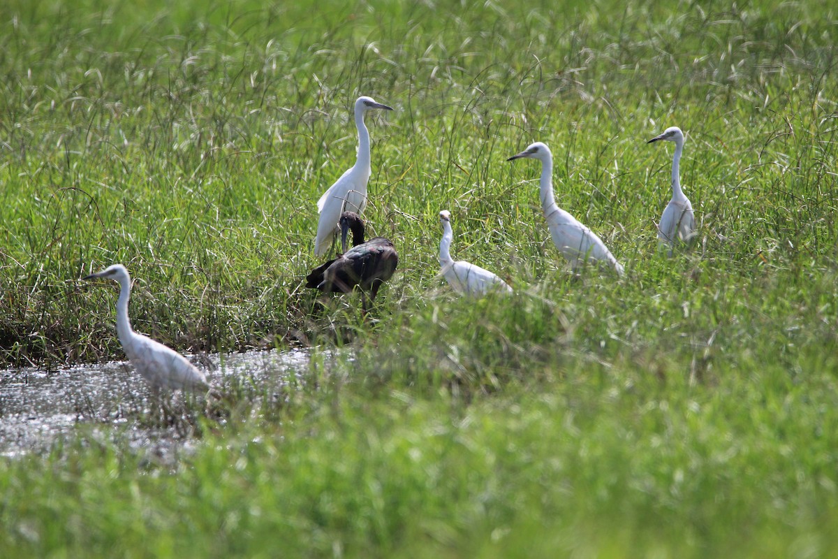 Glossy Ibis - Jessica D