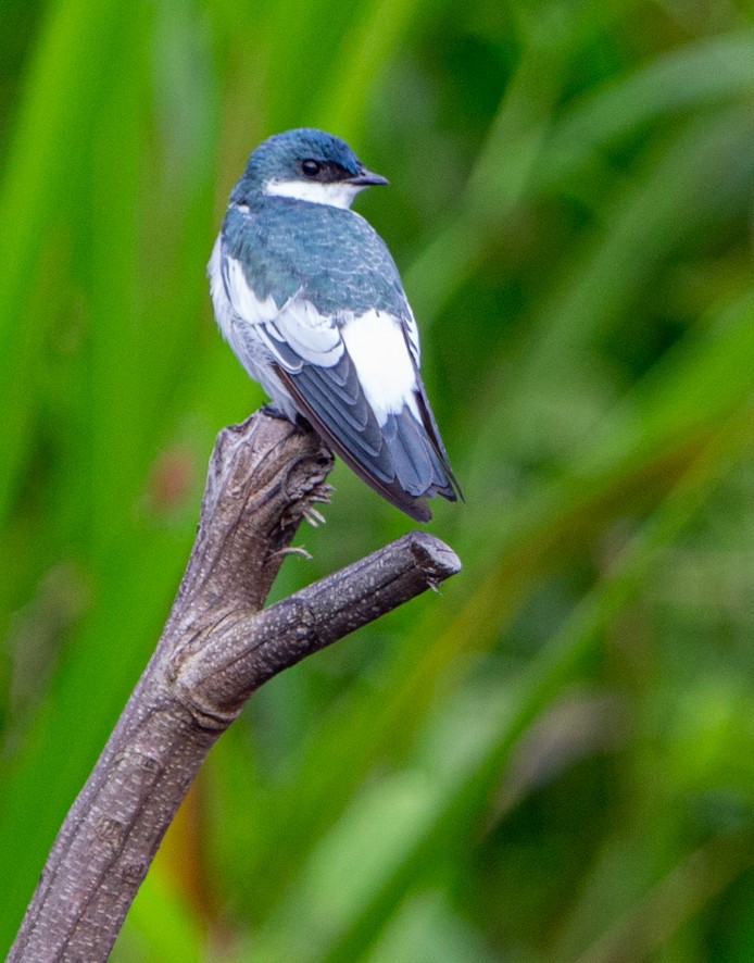 White-winged Swallow - ML363968891