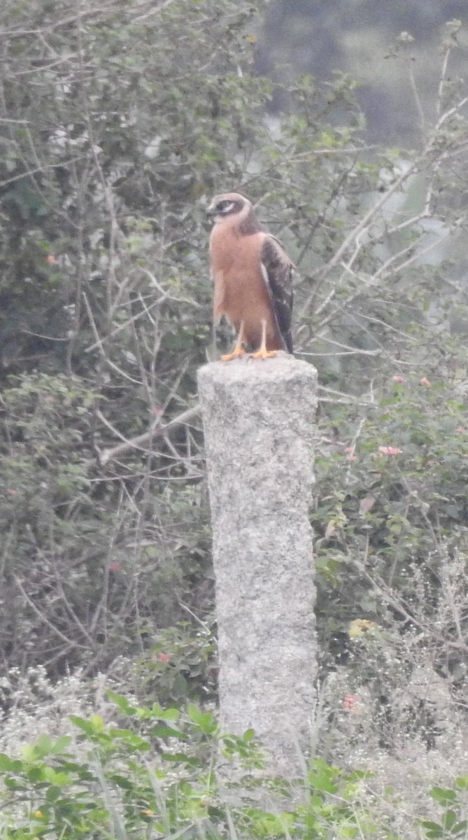 Pallid Harrier - ML36396891