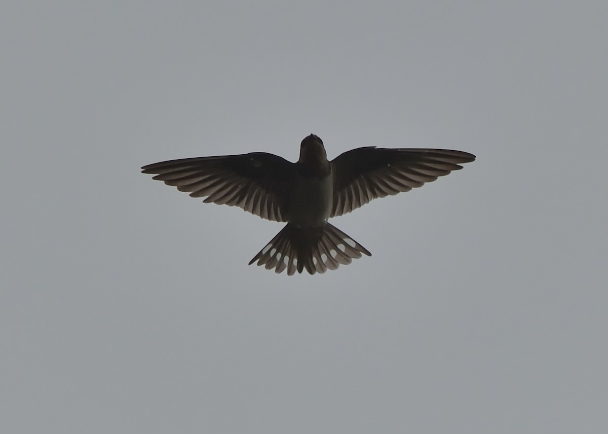 Barn Swallow - ML363969471