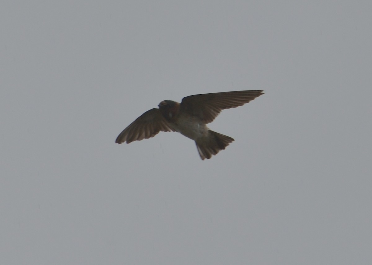 Cliff Swallow - ML363969651