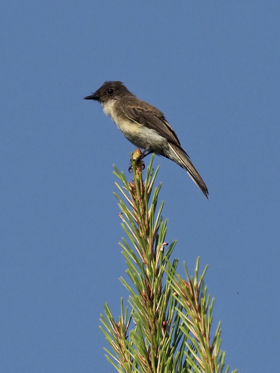 Eastern Phoebe - ML363971121