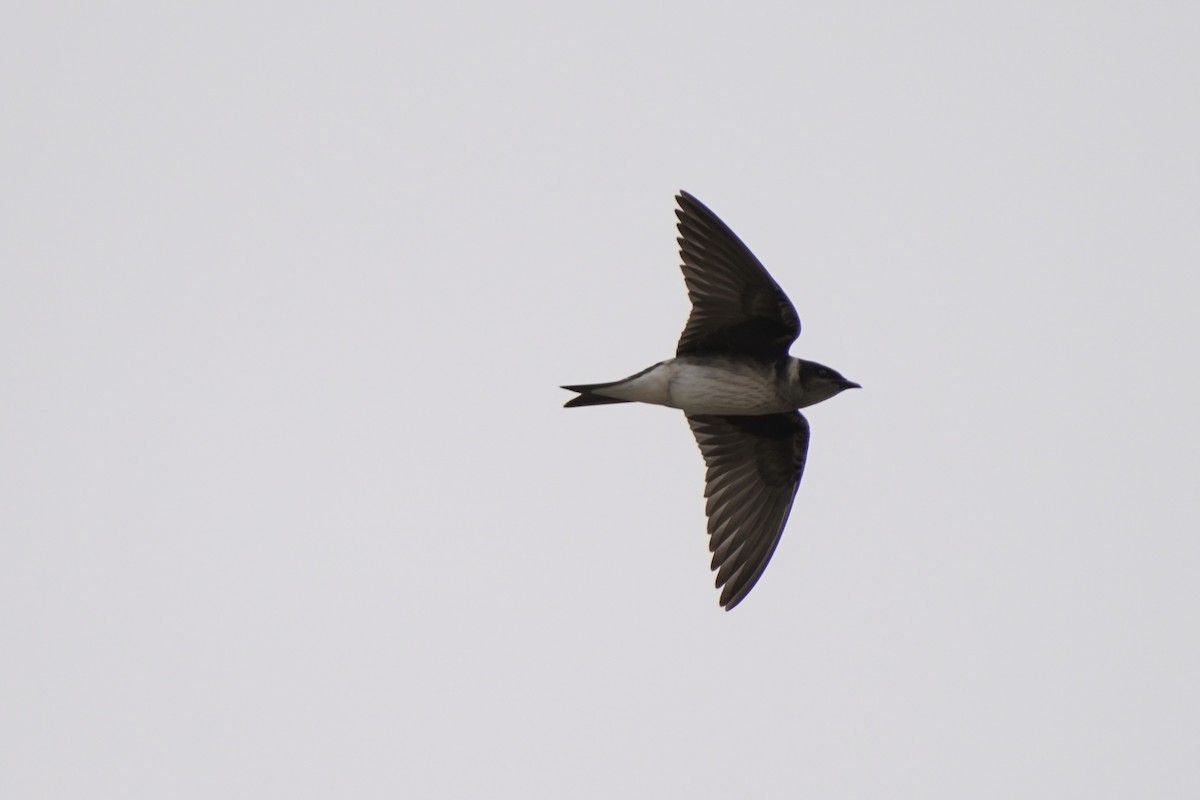 Purple Martin - ML363971451