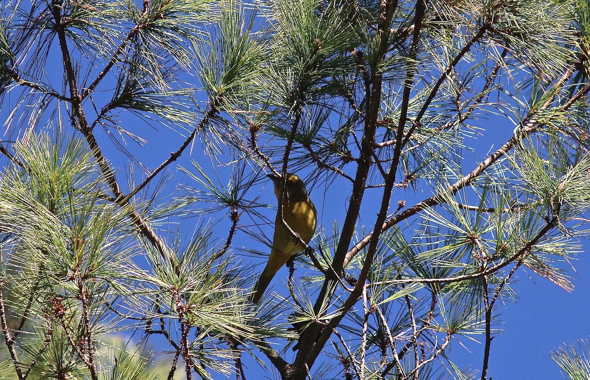 Hepatic Tanager - ML363971611