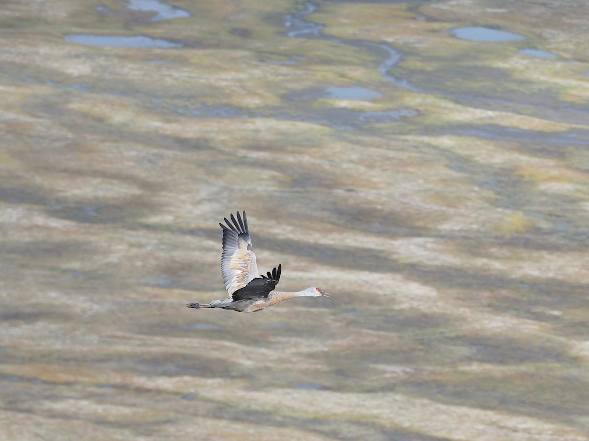 Sandhill Crane - ML363971631