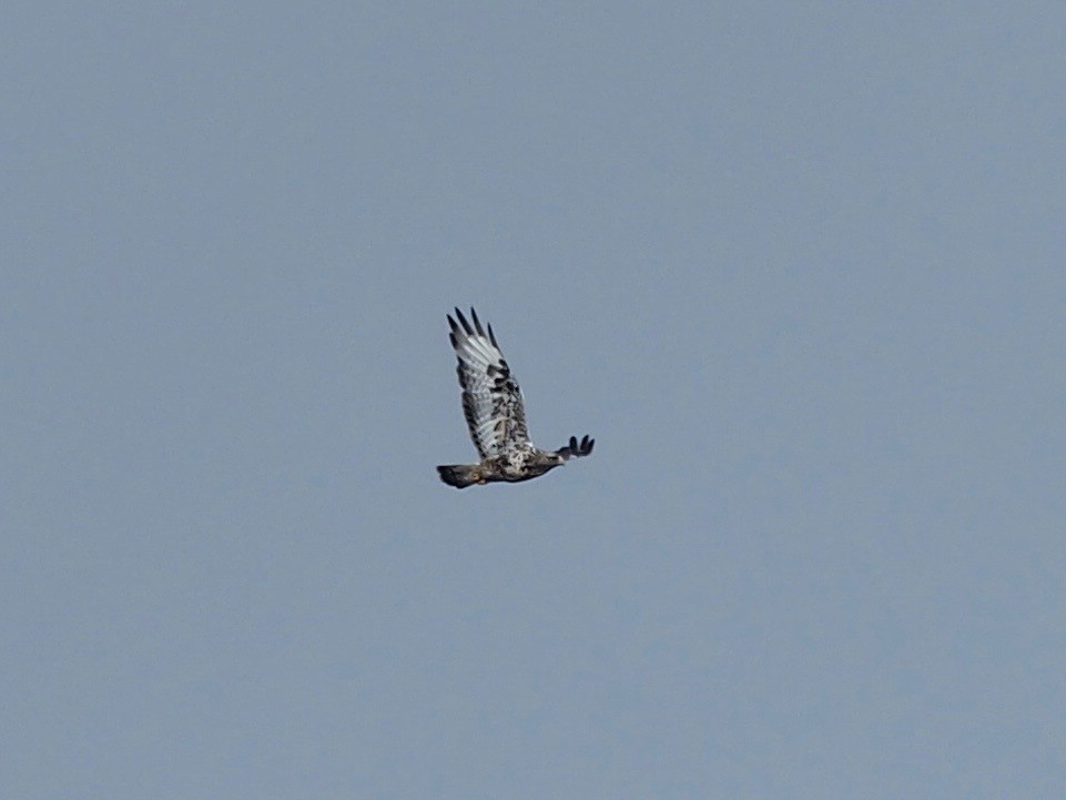 Rough-legged Hawk - ML363971661