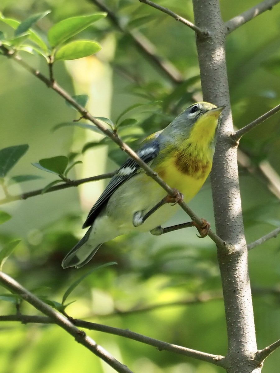 Northern Parula - ML363972411
