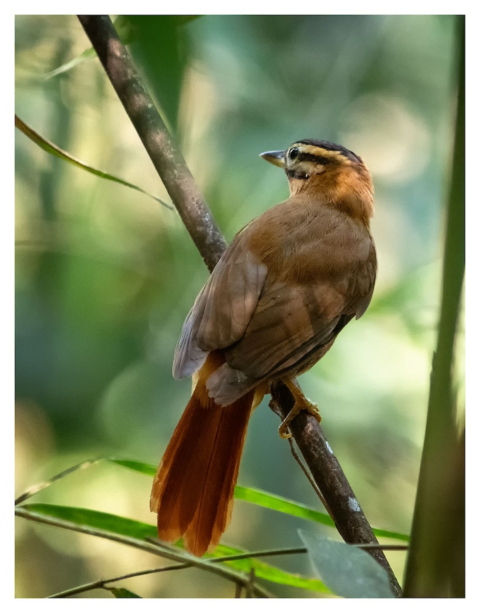 Black-capped Foliage-gleaner - Graciela  Neira