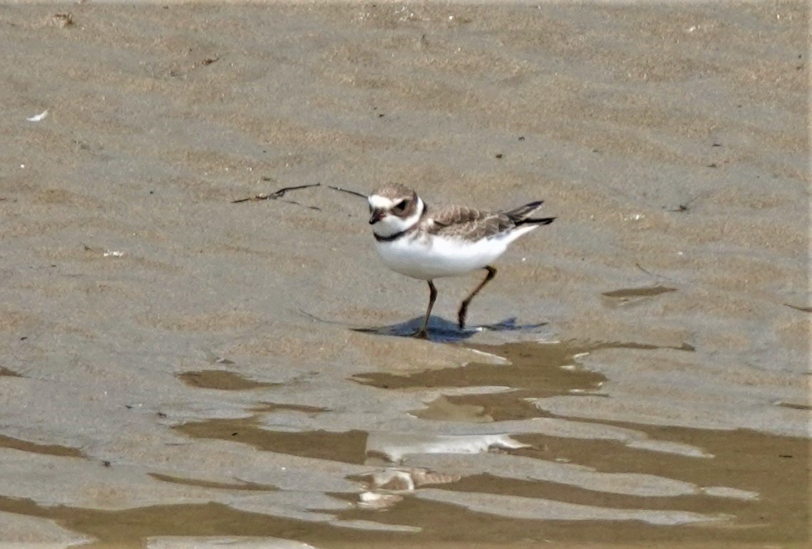 Semipalmated Plover - ML363972881