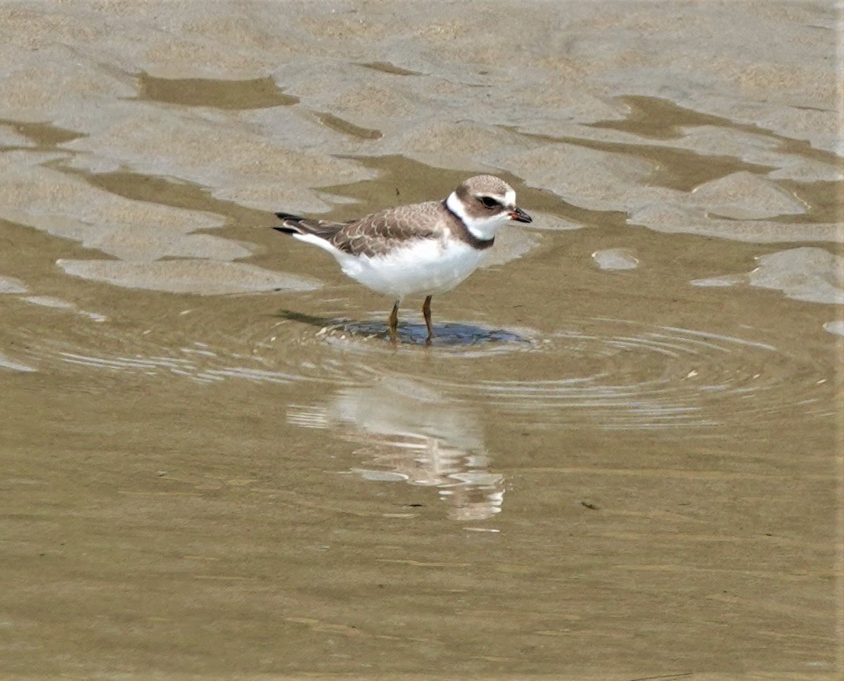 Semipalmated Plover - ML363972901