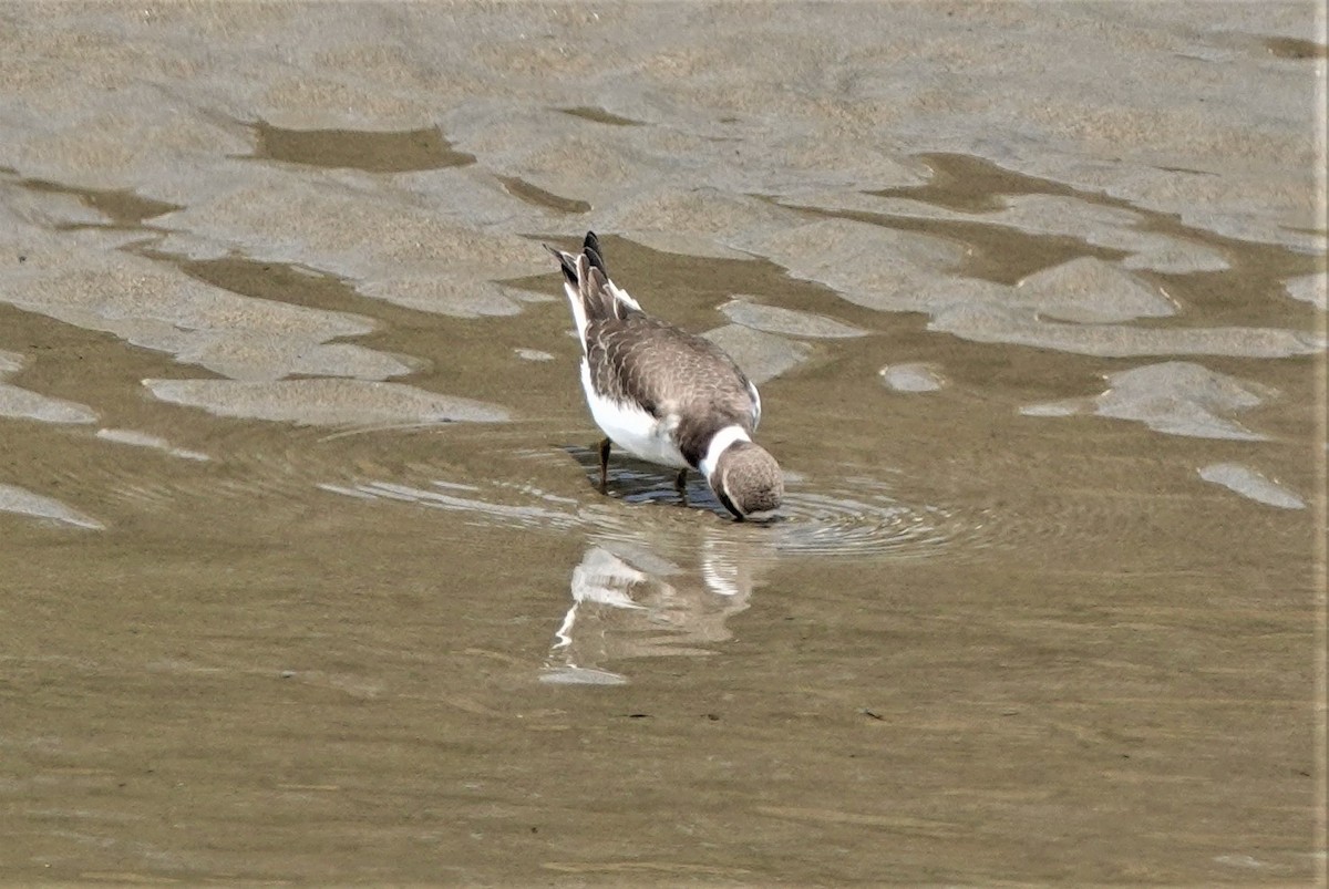 Semipalmated Plover - ML363972911