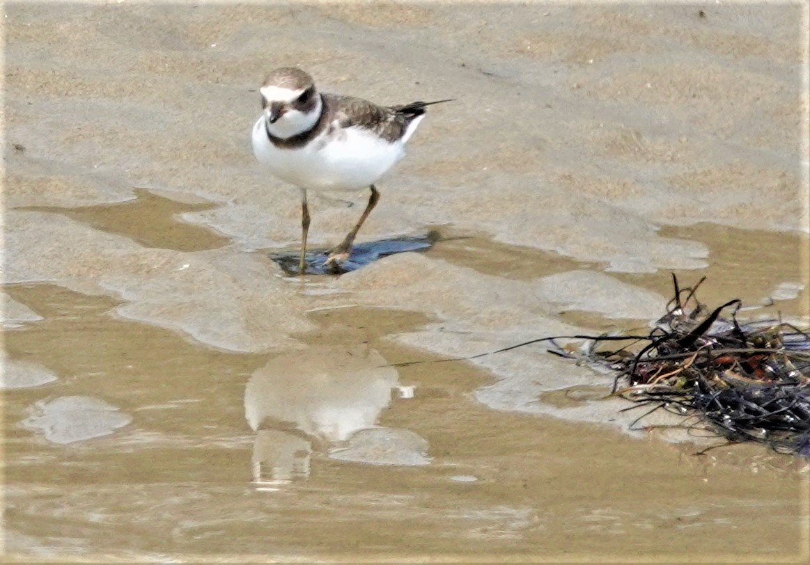 Semipalmated Plover - ML363972931