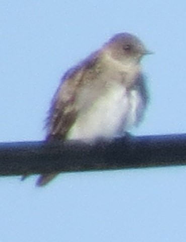 Northern Rough-winged Swallow - ML36397441
