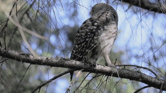 Barred Owl - ML363975861