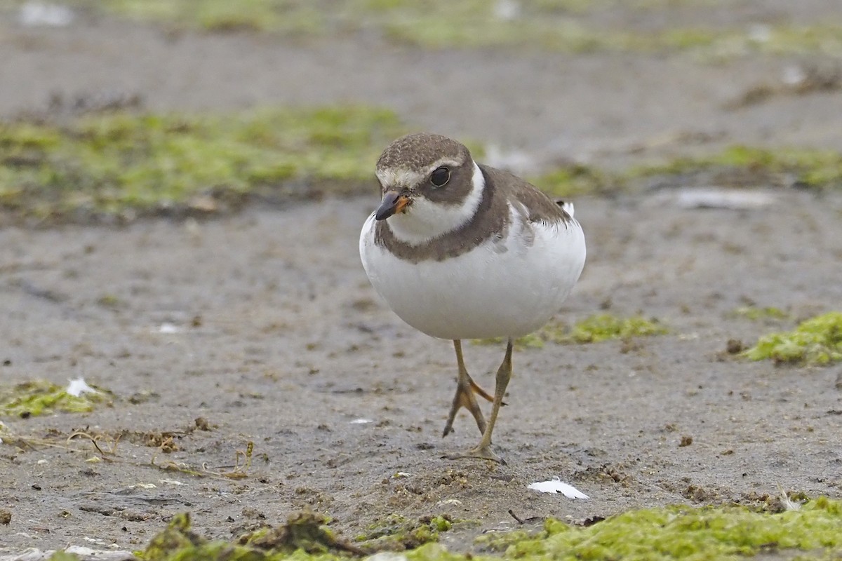 Semipalmated Plover - ML363976531