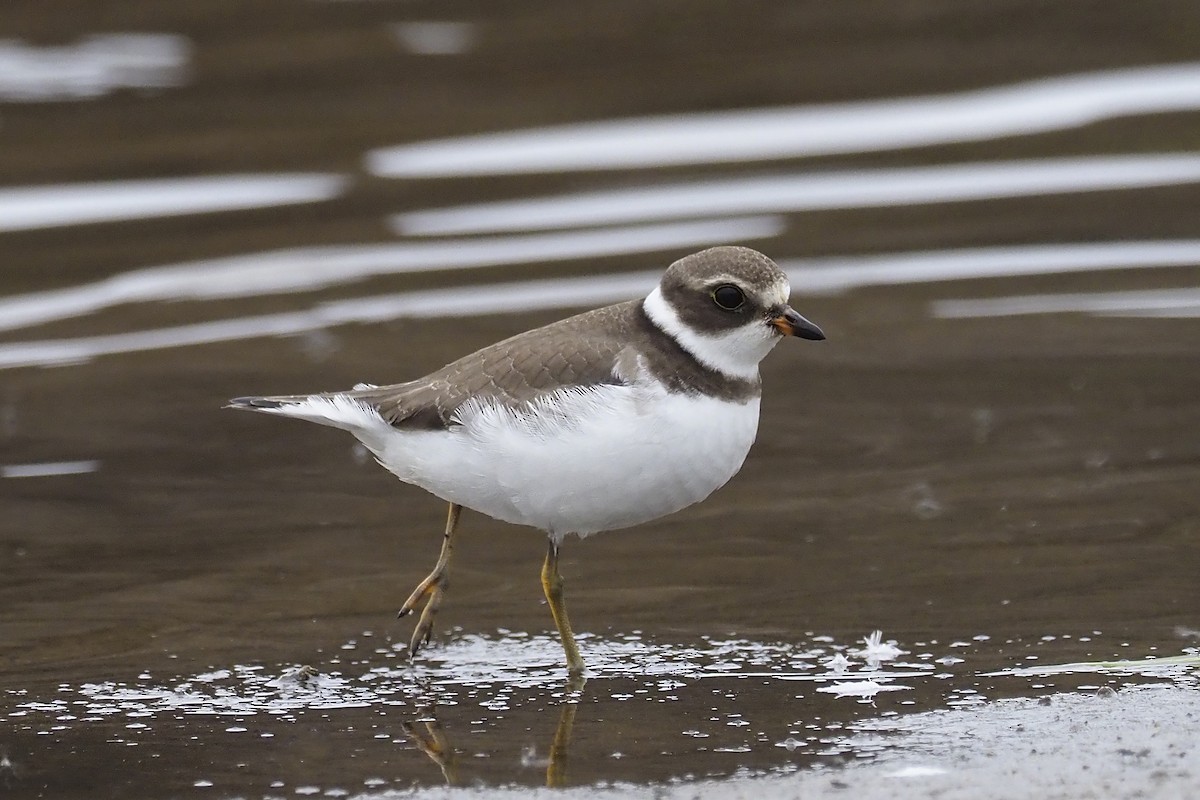 Semipalmated Plover - ML363976541