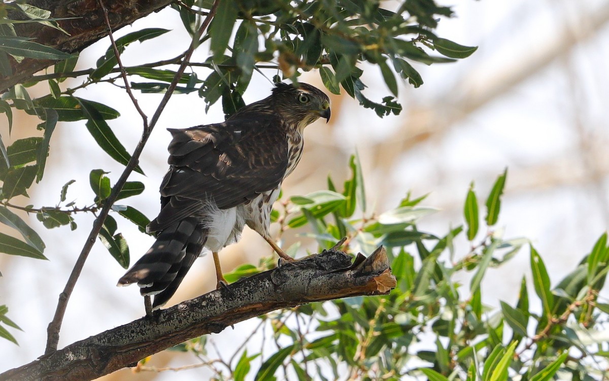 Cooper's Hawk - Lynn Duncan