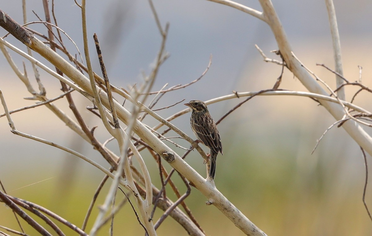 Savannah Sparrow - ML363977081