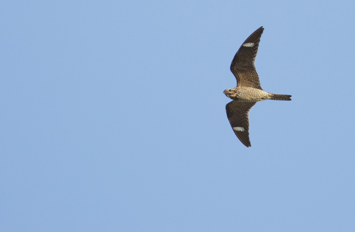 Common Nighthawk - ML363977371