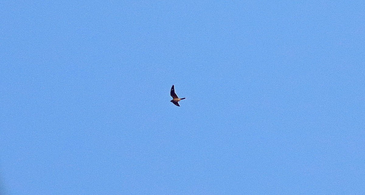 Common Nighthawk - martin fox