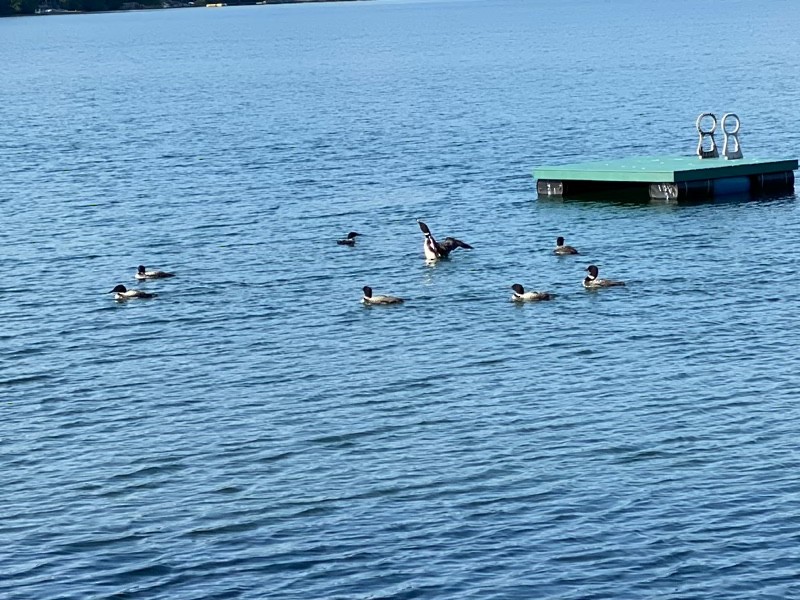Plongeon huard - ML363978621