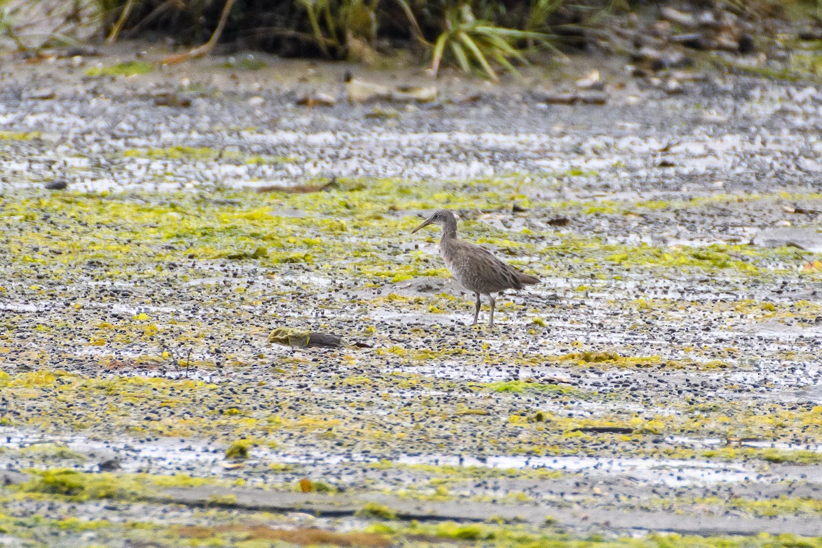 Clapper Rail - ML363979011