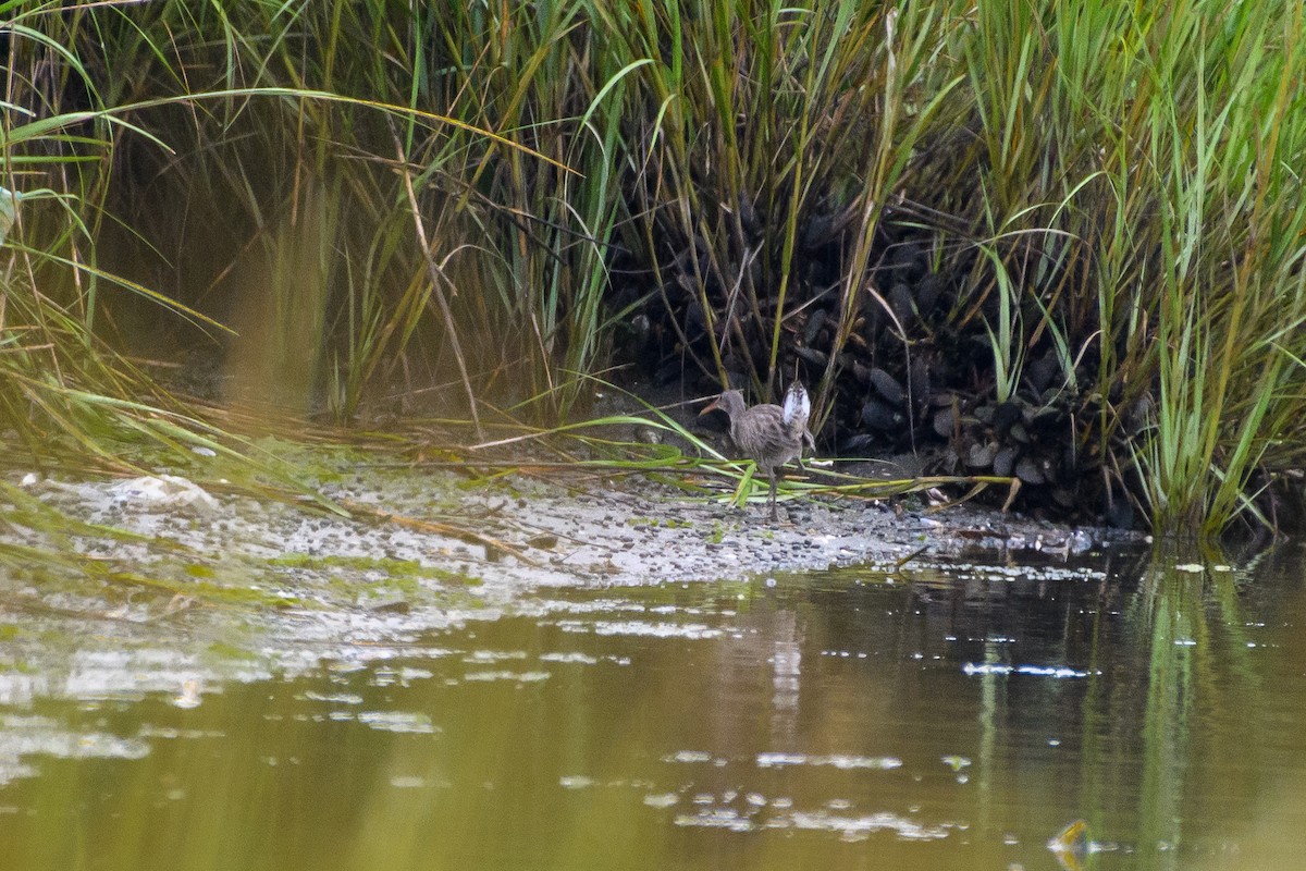 Clapper Rail - ML363979021