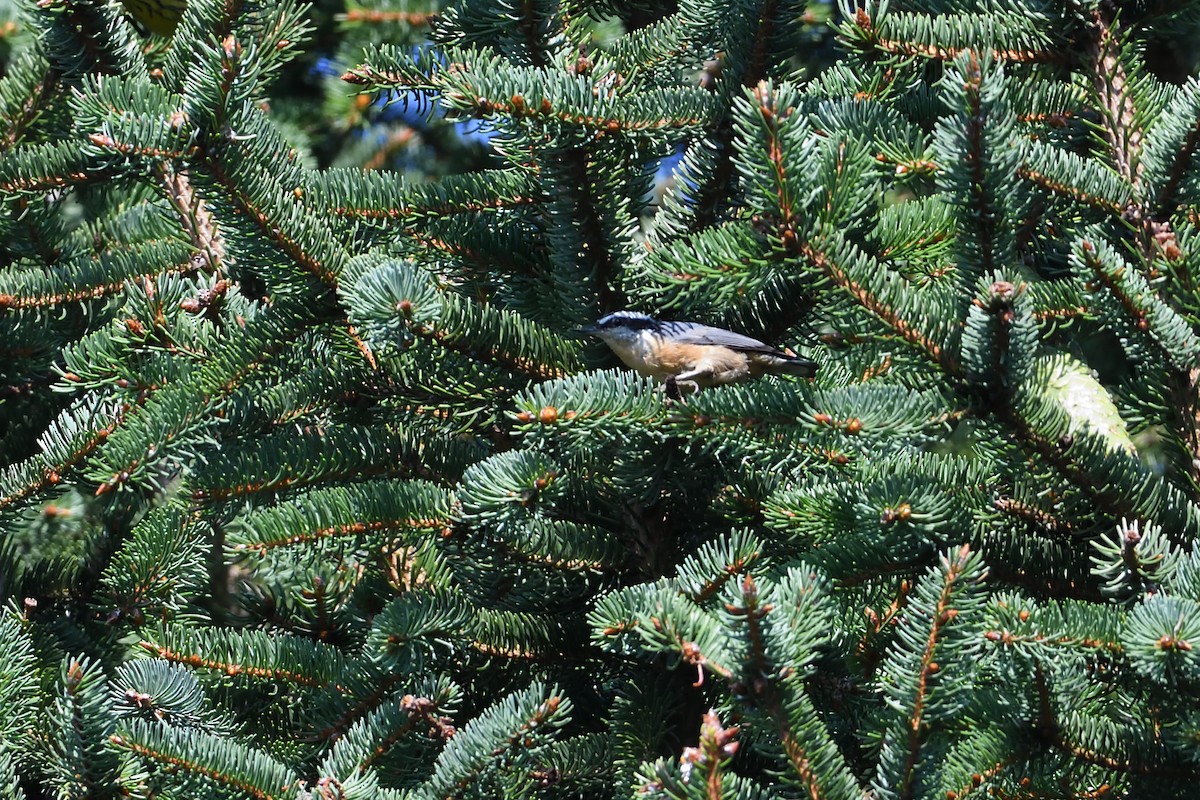 Red-breasted Nuthatch - ML363979511