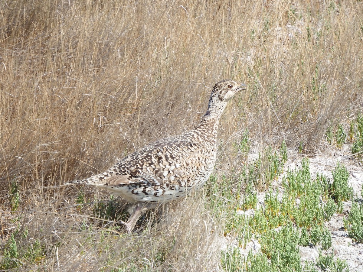 Sharp-tailed Grouse - ML363980651