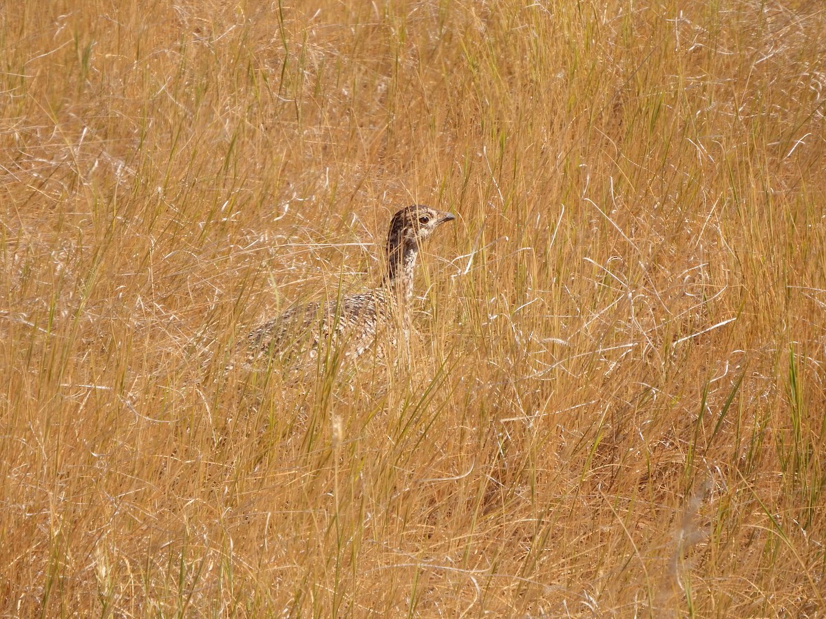 Sharp-tailed Grouse - ML363980831