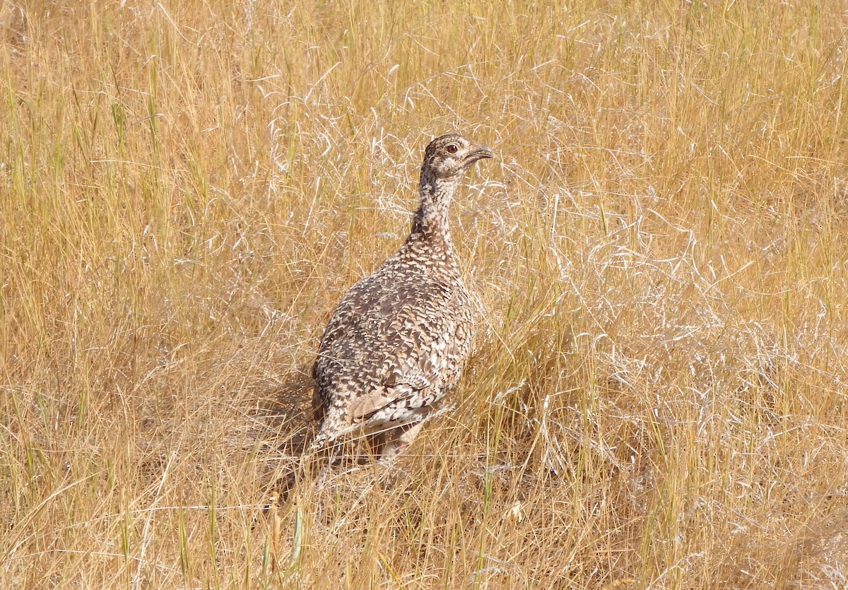 Sharp-tailed Grouse - ML363980921