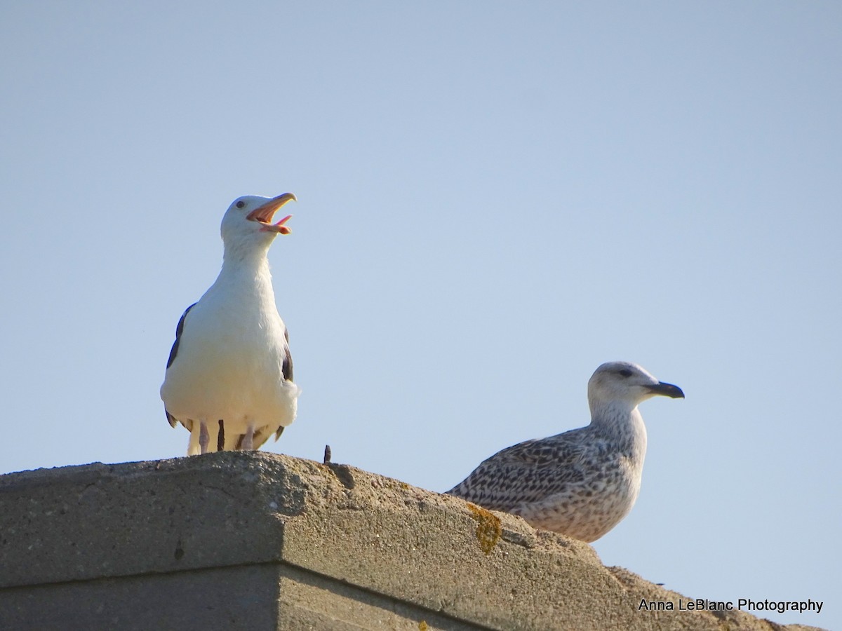 Great Black-backed Gull - Anna LeBlanc