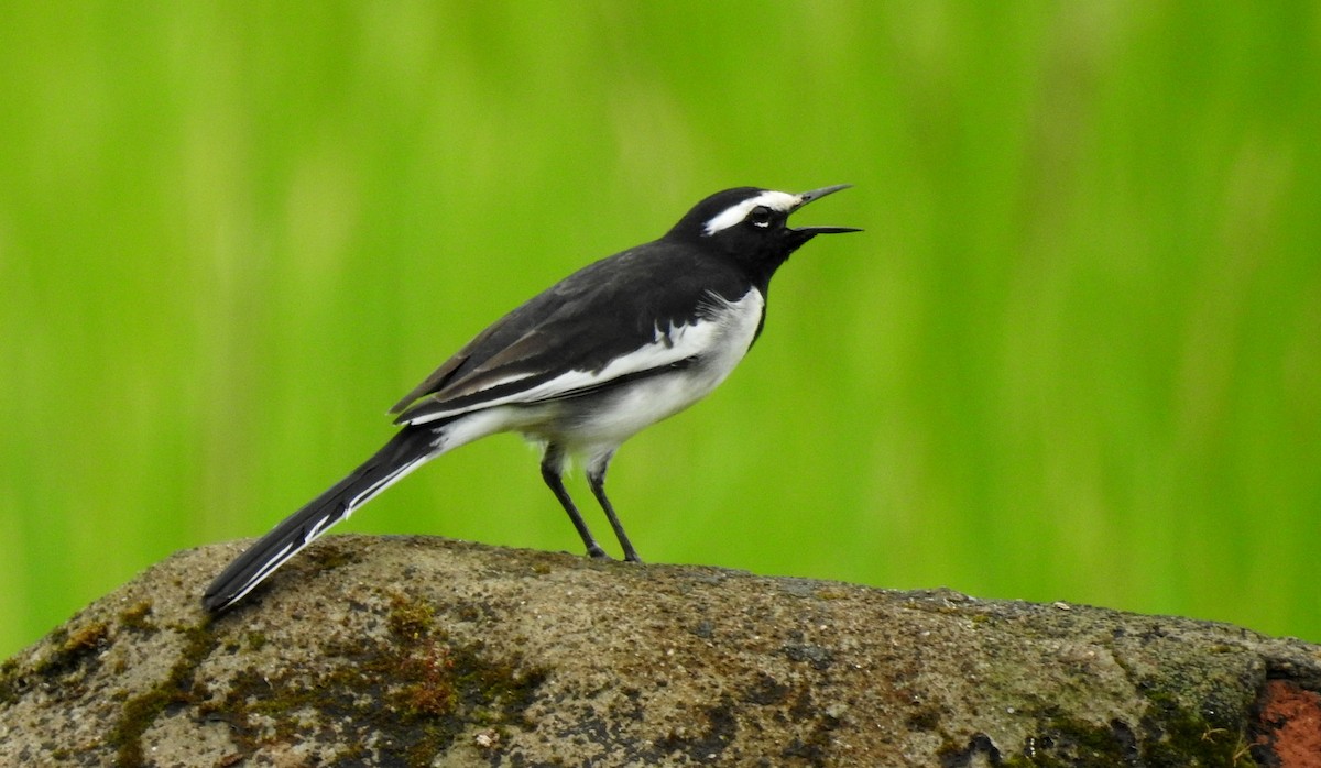 Плиска білоброва - ML36398141