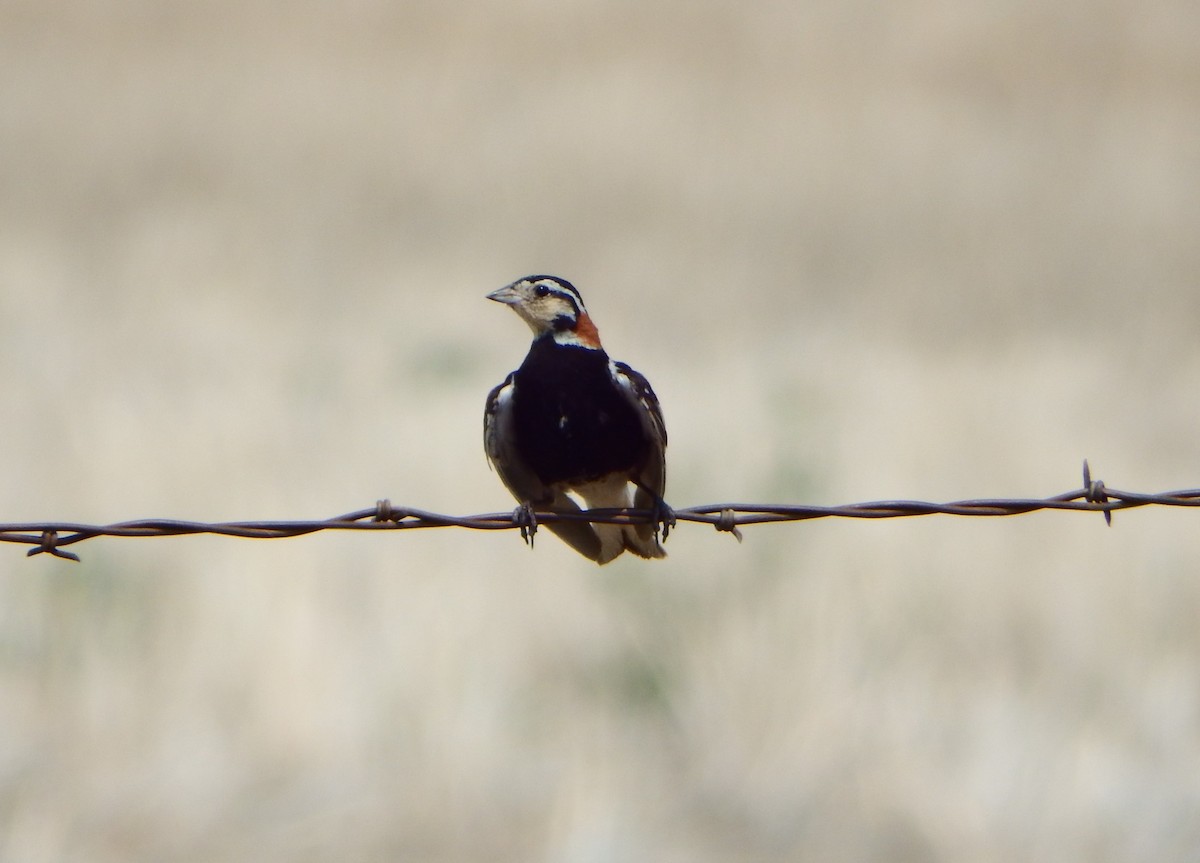 Chestnut-collared Longspur - Kaylie Beale