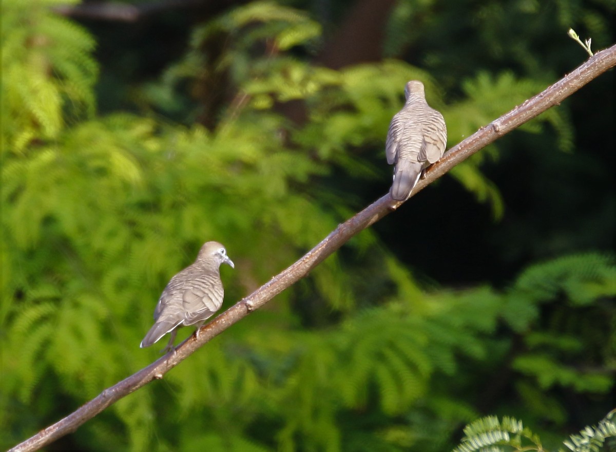 Zebra Dove - ML36398221