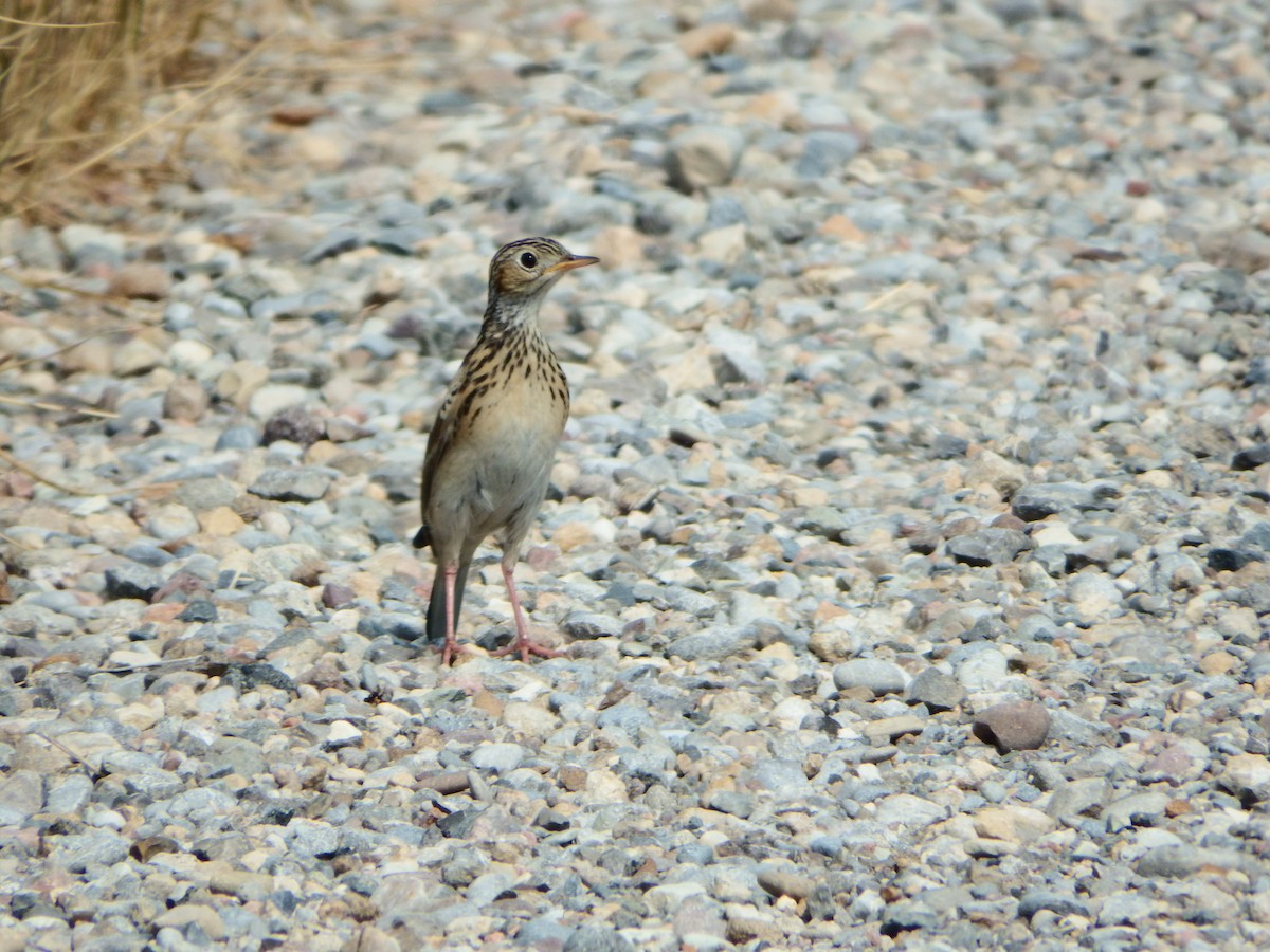 Sprague's Pipit - Kaylie Beale