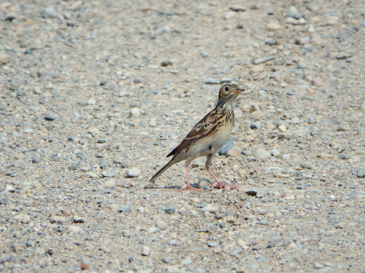 Pipit de Sprague - ML363982961