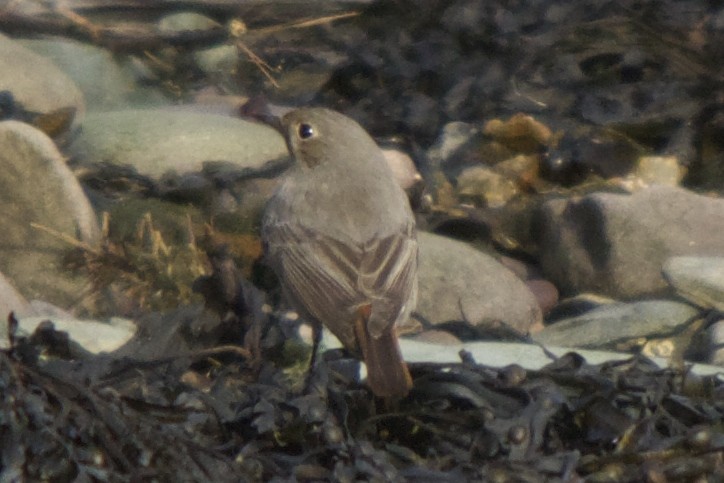 Black Redstart - ML36398381