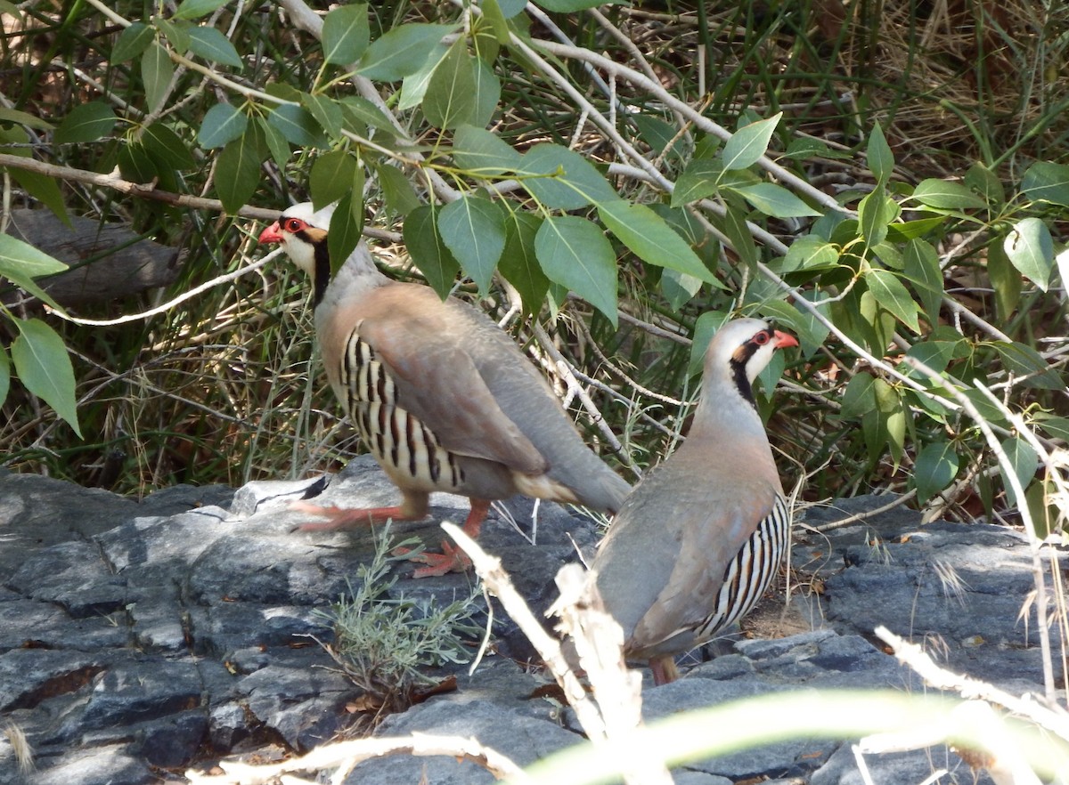 Chukar - ML363984701