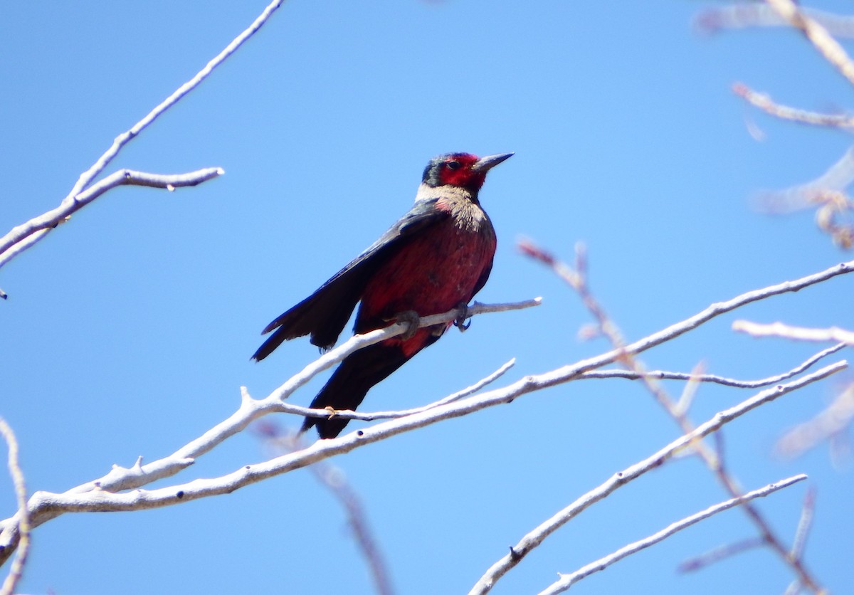 Lewis's Woodpecker - ML363985781