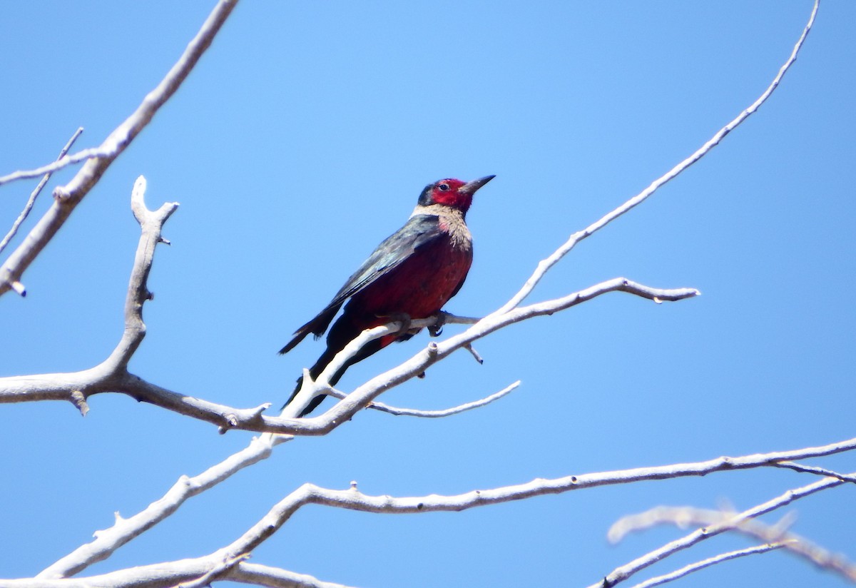 Lewis's Woodpecker - ML363985921