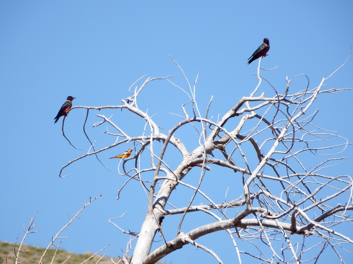 Lewis's Woodpecker - ML363986571