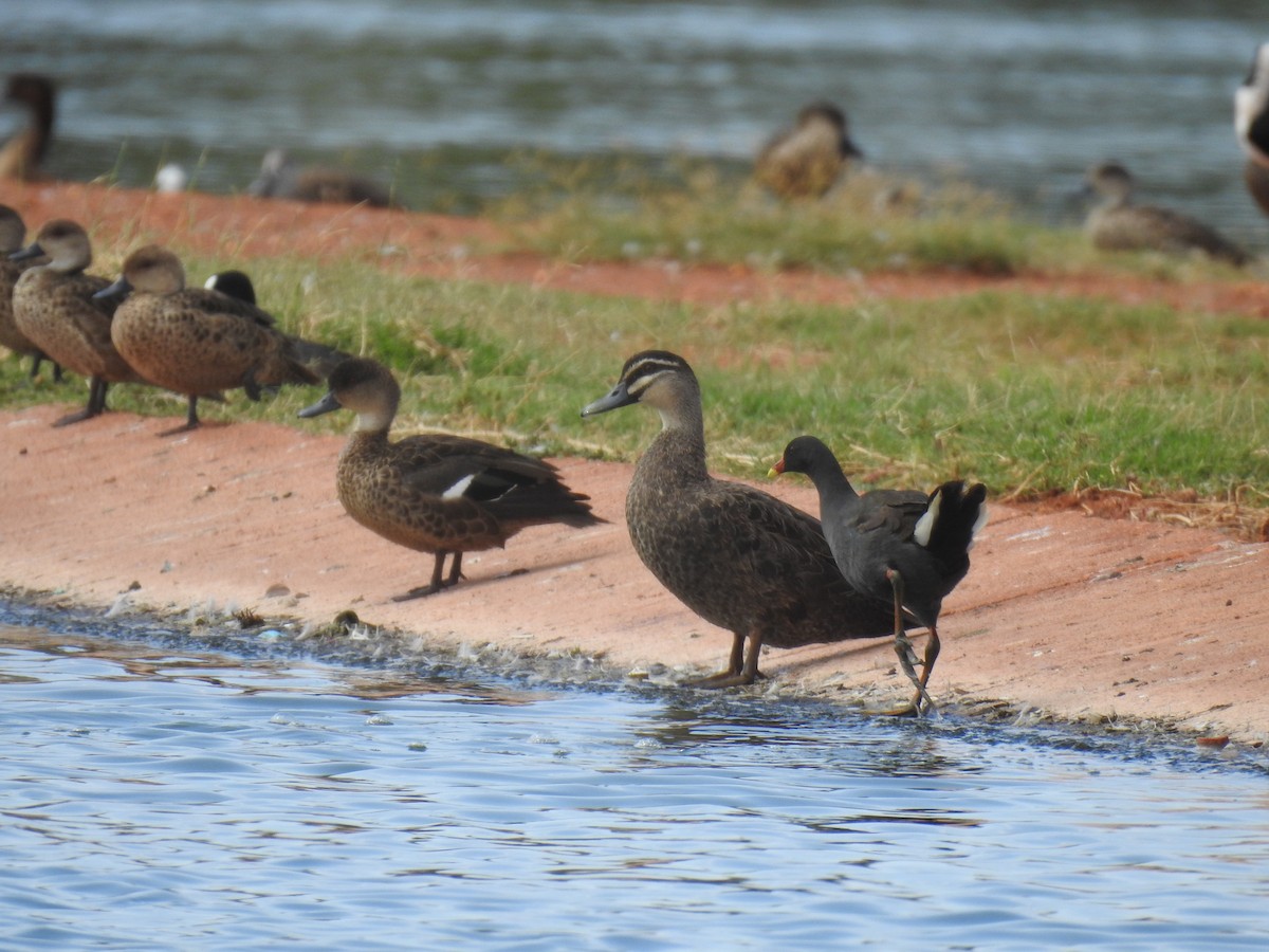 Dusky Moorhen - ML363986811