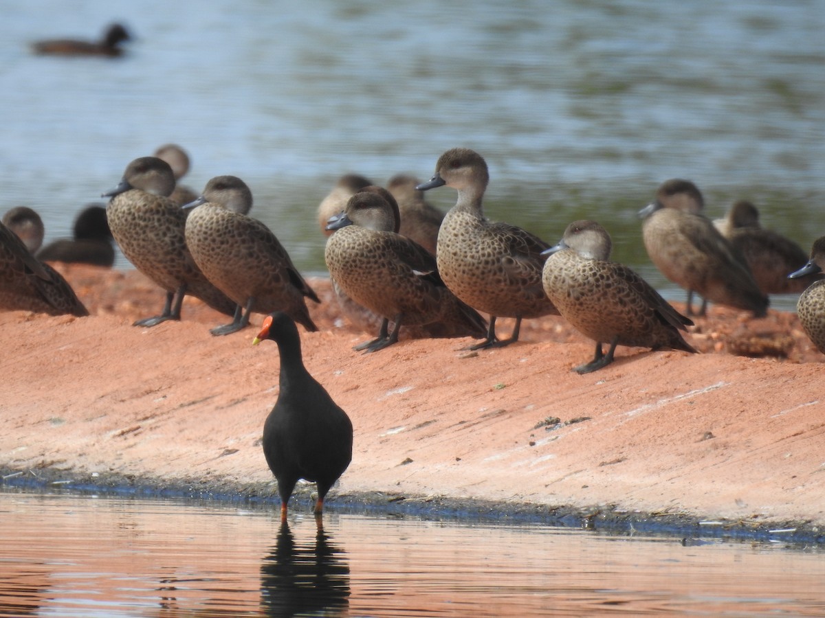 Gallinule sombre - ML363986931