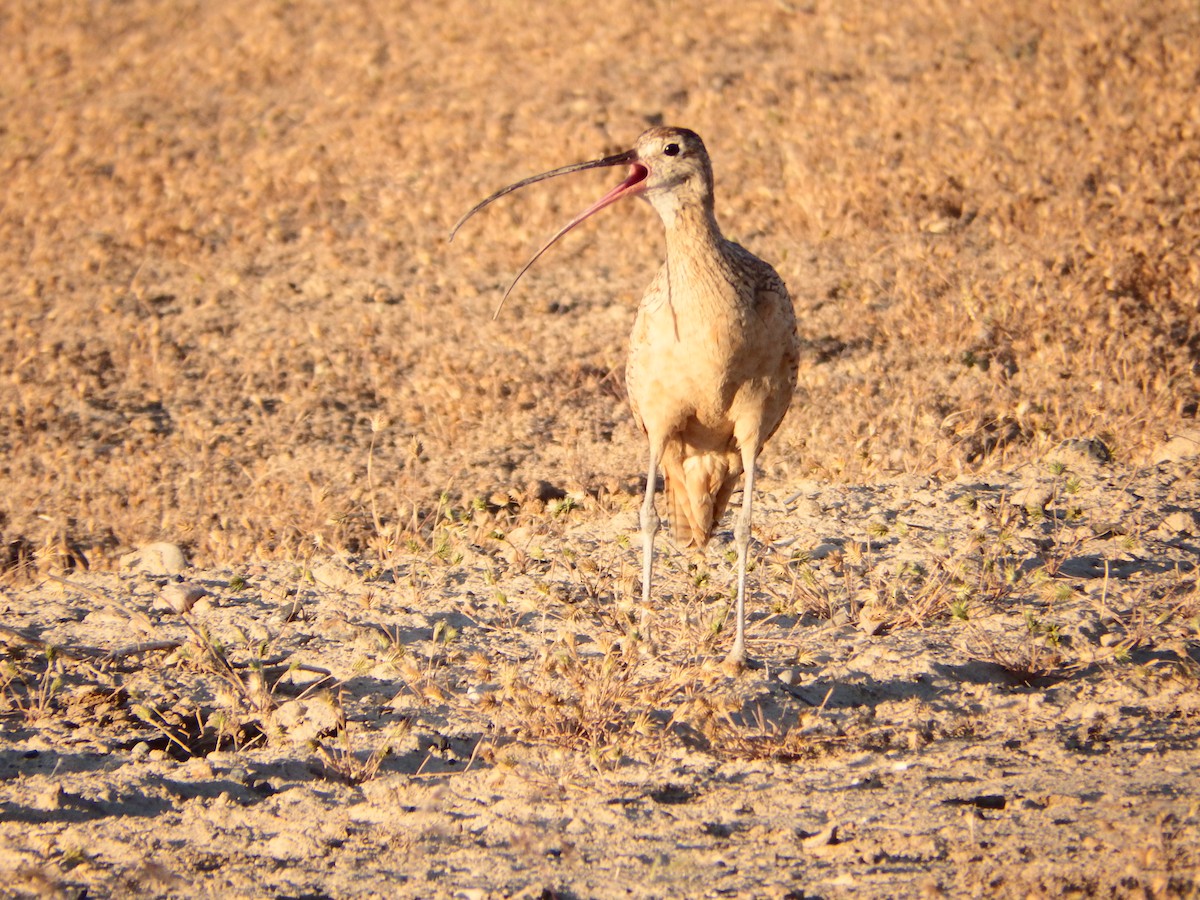 Long-billed Curlew - ML363987441