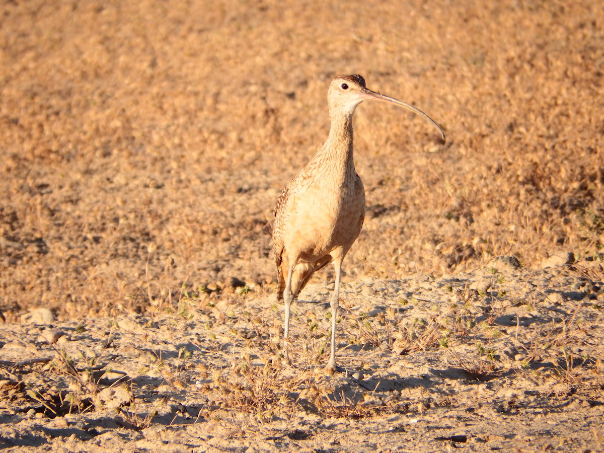 Long-billed Curlew - ML363987851